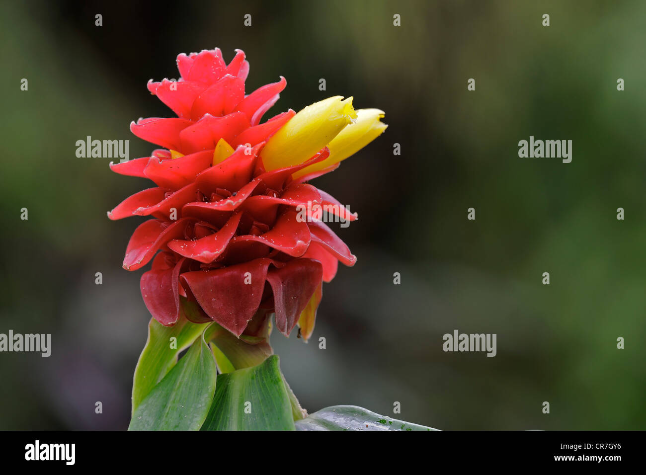 Flowering Spiral Ginger (Costus barbatus) Stock Photo