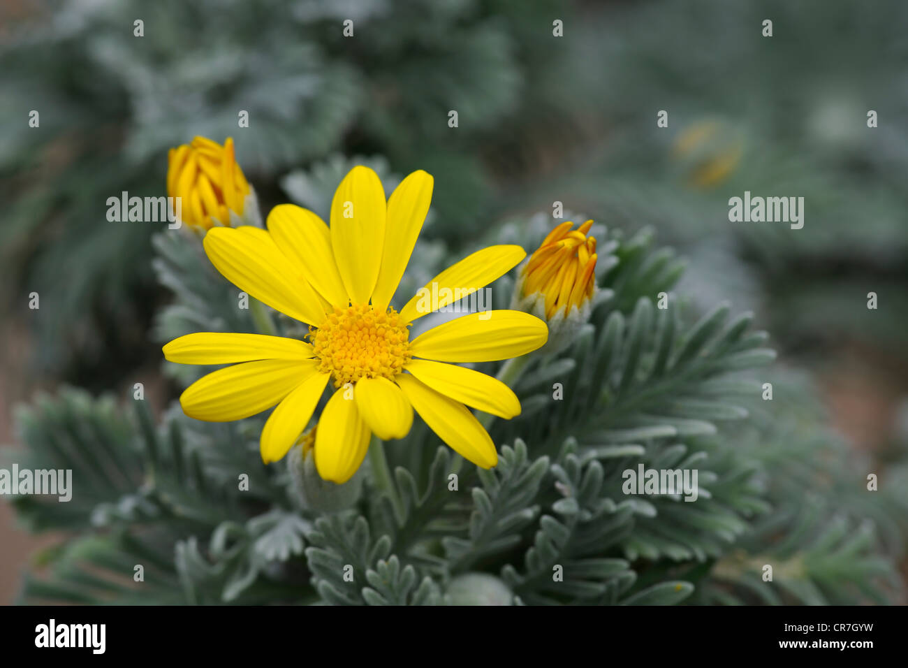 Euryops or Yellow Bush Daisy (Euryops pectinatus), flowering Stock Photo