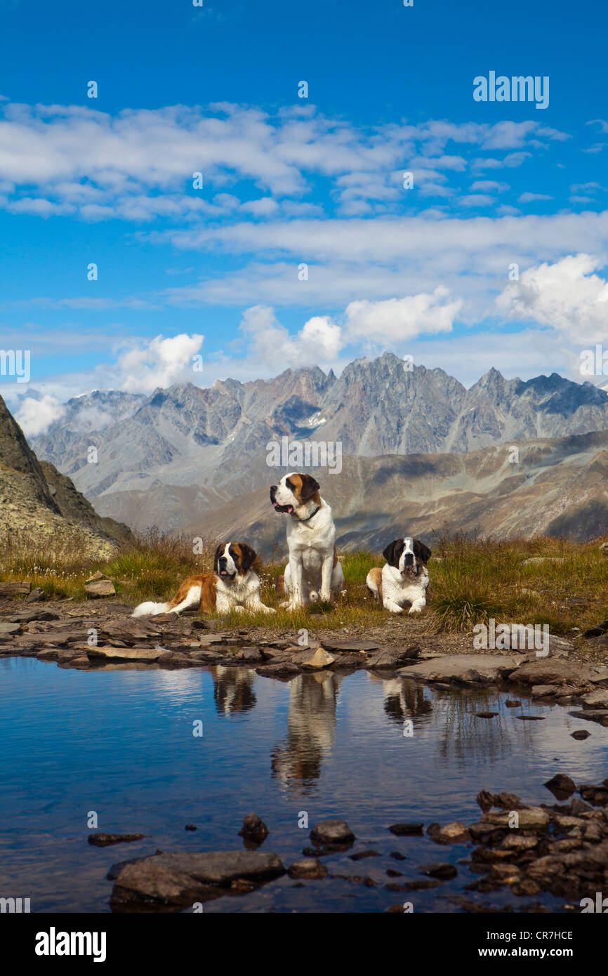 Three St. Bernard dogs of the Fondation Barry at a mountain lake, Great St. Bernard Pass, Valais, Switzerland, Europe Stock Photo