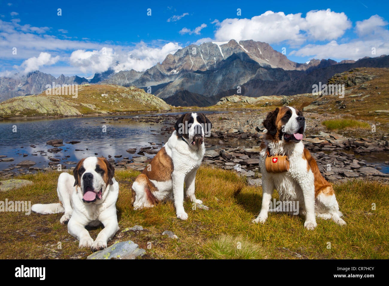 St bernard rescue dog hi-res stock photography and images - Alamy