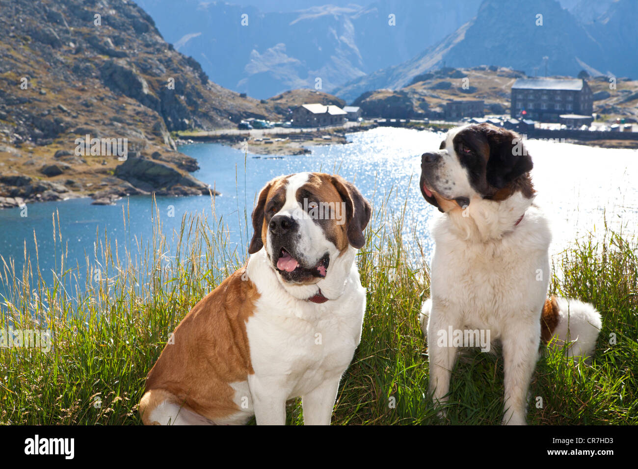 Two St. Bernard dogs of the Barry Foundation sitting on the grass, Great St. Bernard Pass, Valais, Switzerland, Europe Stock Photo