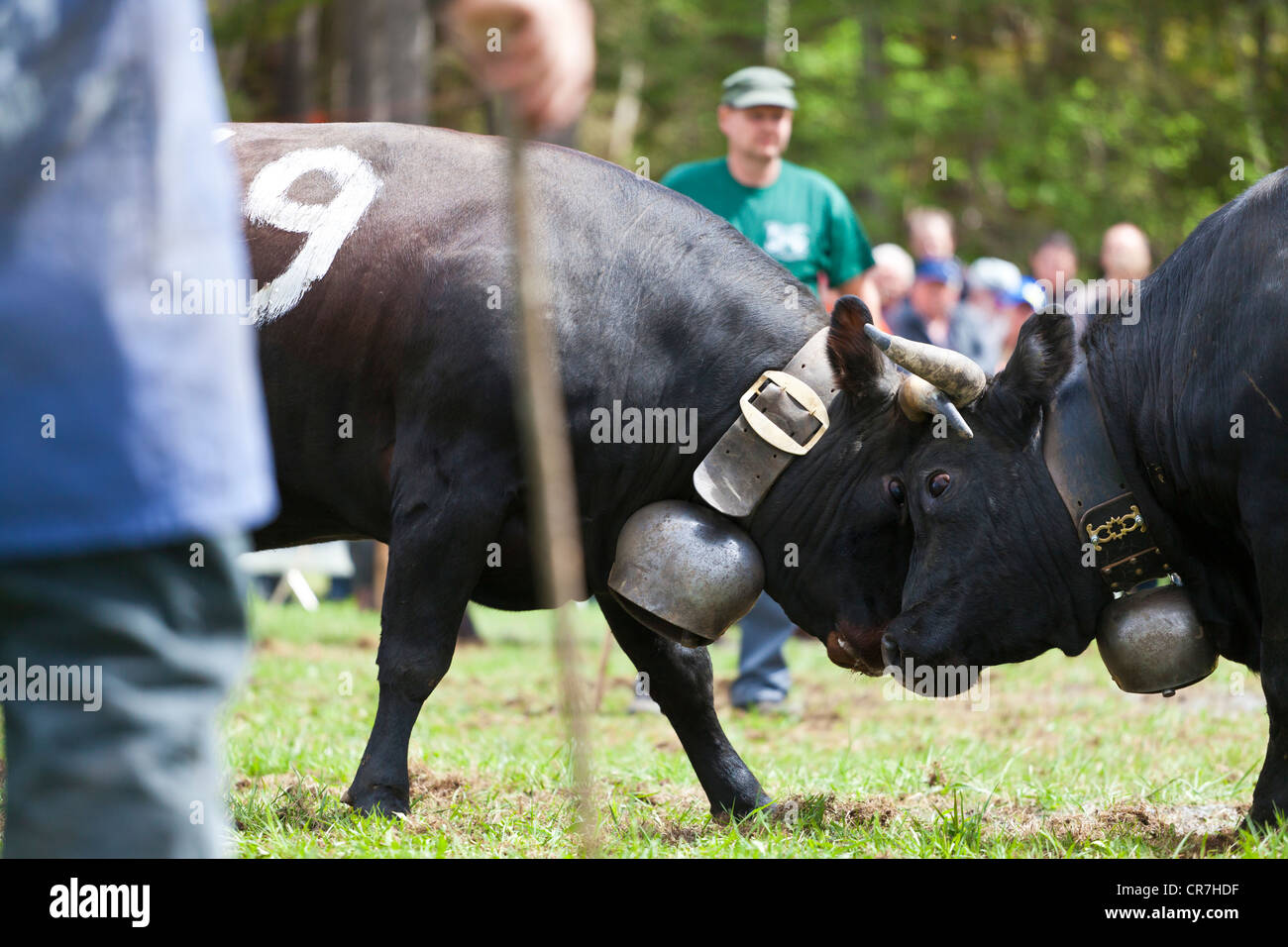 Eringer cows locking horns during a cow fight, tradition, heritage from