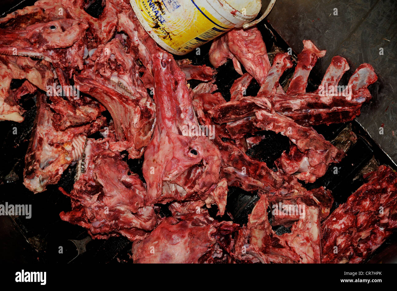 Image result for crushed bones