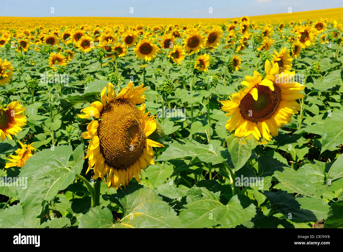 Yellow Sunflower field flower bright pattern South Dakota SD Stock