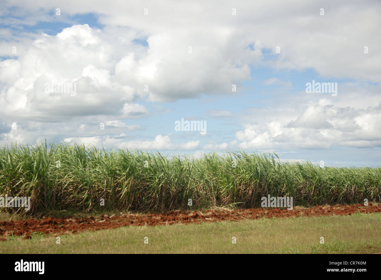 Sugar cane Field in cuba Stock Photo Alamy