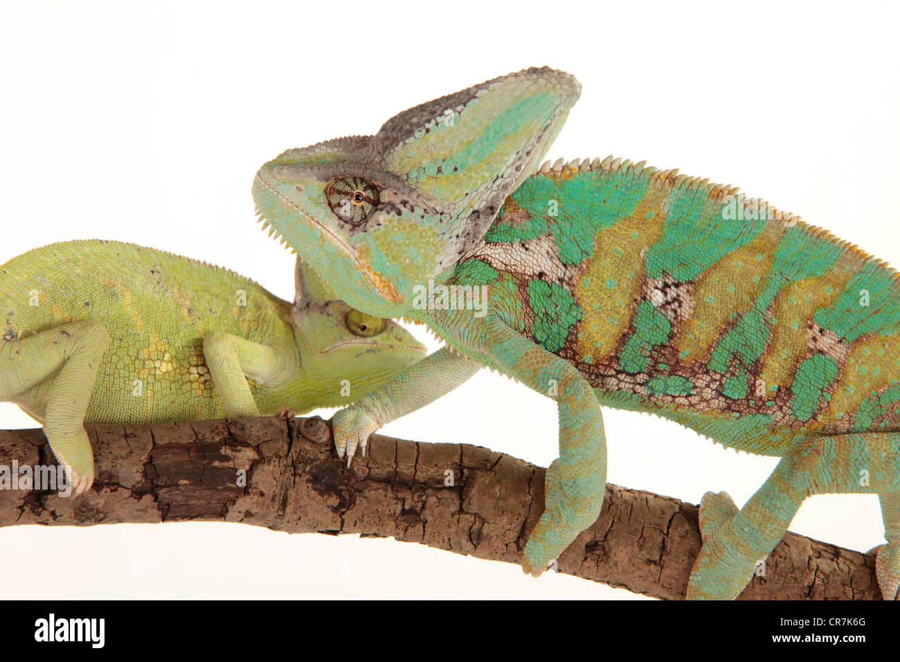 Male & female Chameleons from Yemeni on a branch Stock Photo