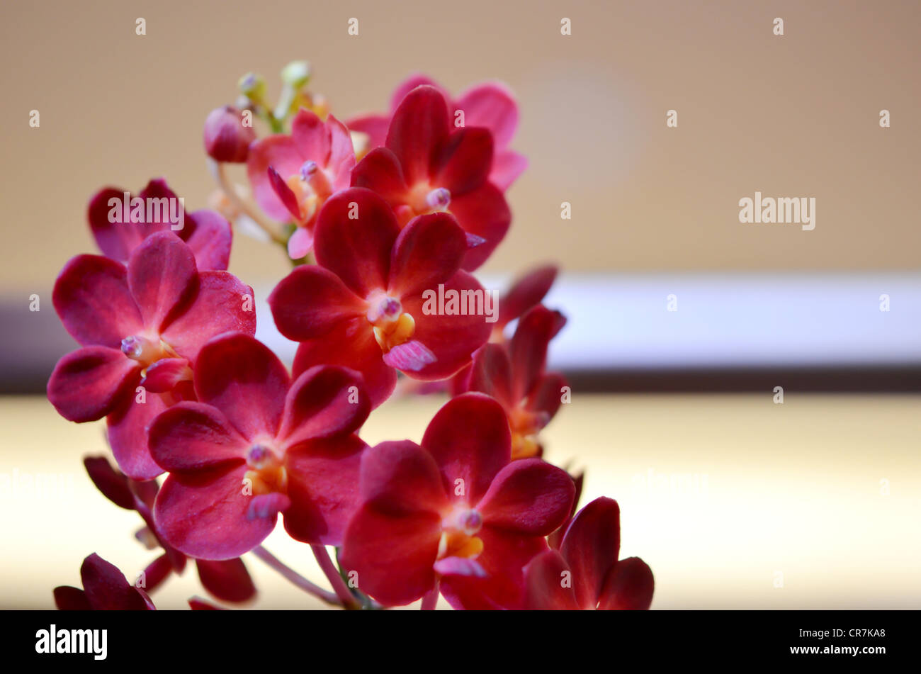 Orchids elegant blooms hi-res stock photography and images - Alamy