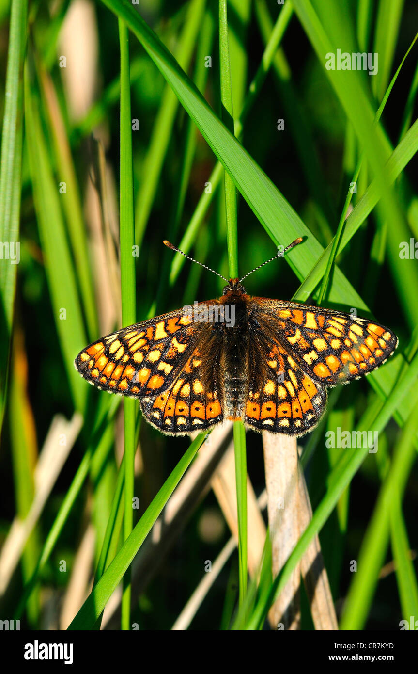 marsh fritillary euphydryas aurinia butterfly portrait Stock Photo