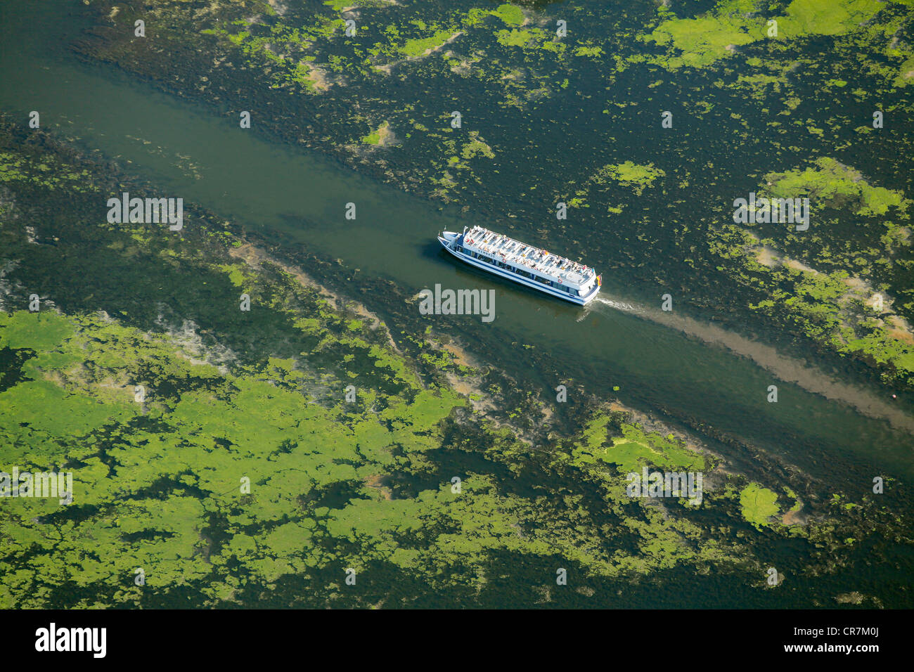 Aerial view, waterweeds, Elodea algae on the Kemnade Reservoir, with the excursion boat Schwalbe, Witten, border of Bochum Stock Photo
