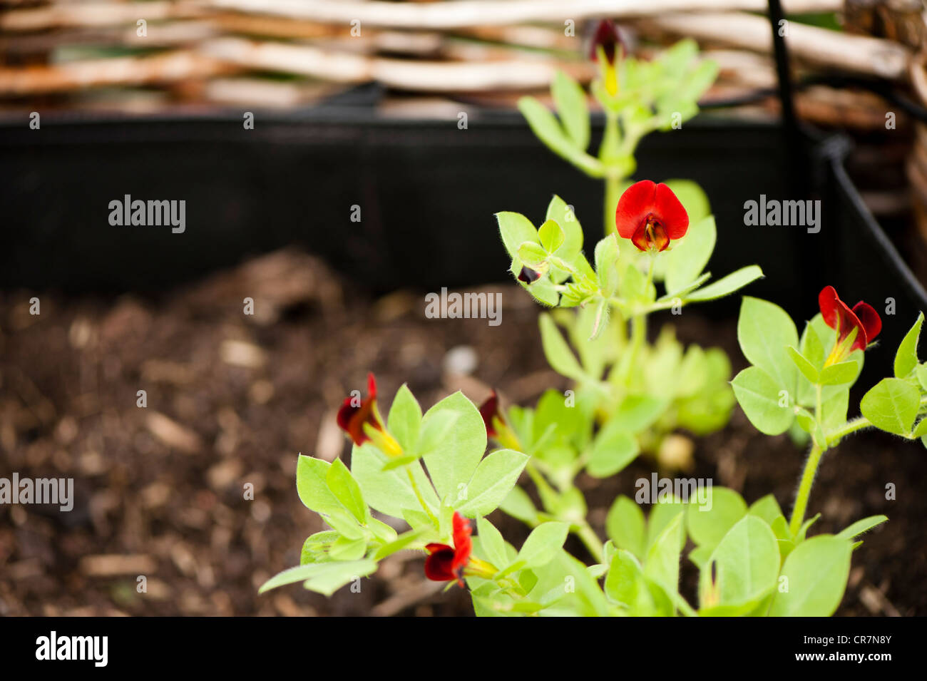 Lotus tetragonolobus, Asparagus pea plants in flower in a raised vegetable planter Stock Photo