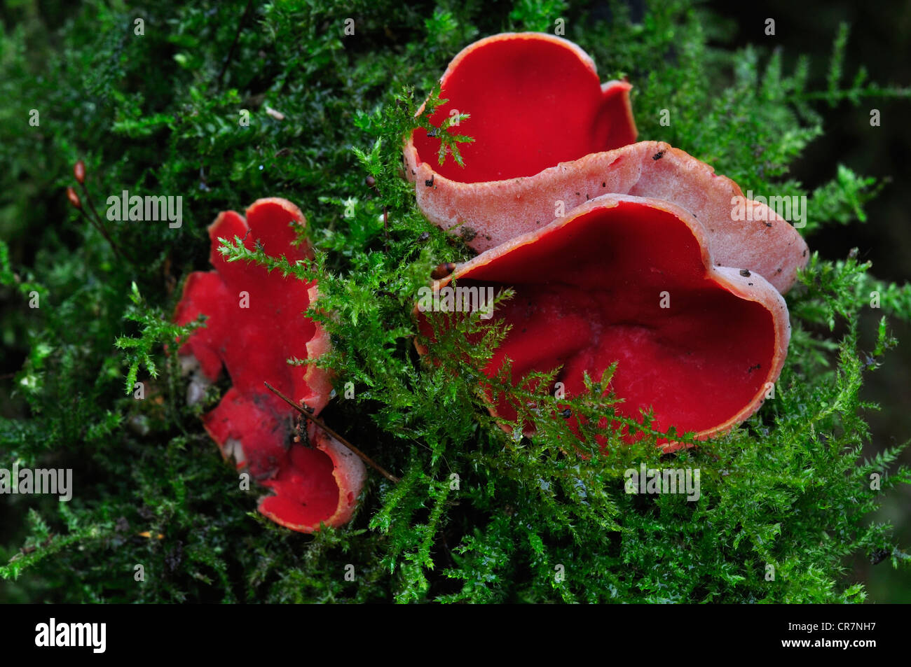 Scarlet elf cup fungus. Dorset, UK March 2012 Stock Photo