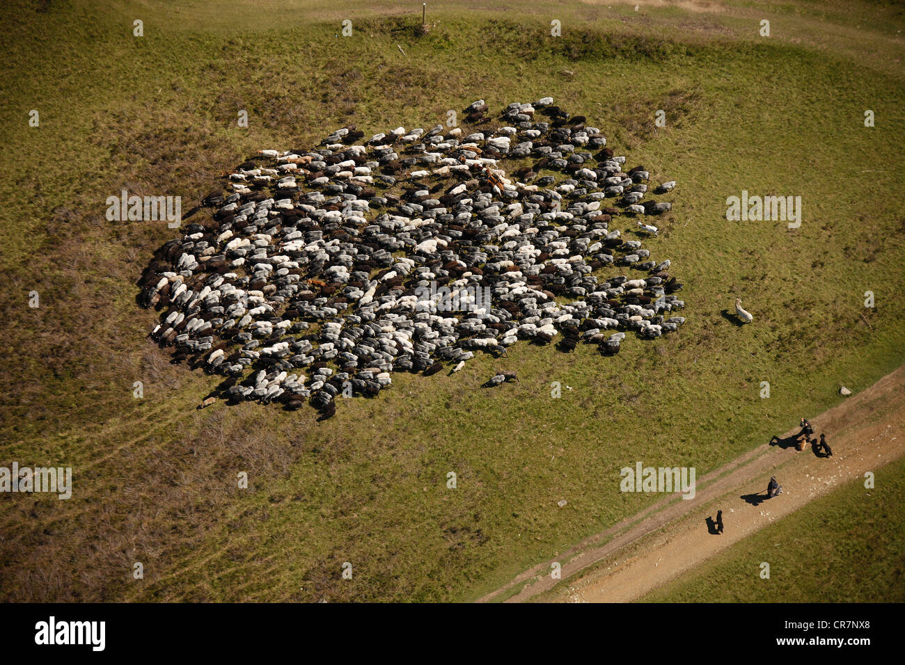 Aerial view, sheep, shepherds and sheepdogs, Sauerland, North Rhine-Westphalia, Germany, Europe Stock Photo