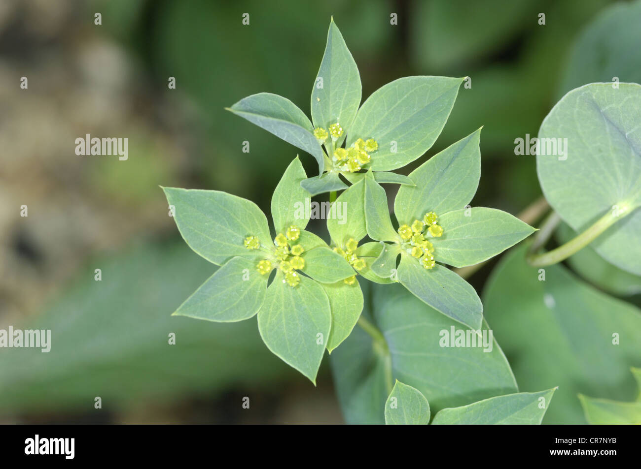 Thorow-wax Bupleurum rotundifolium APIACEAE Stock Photo