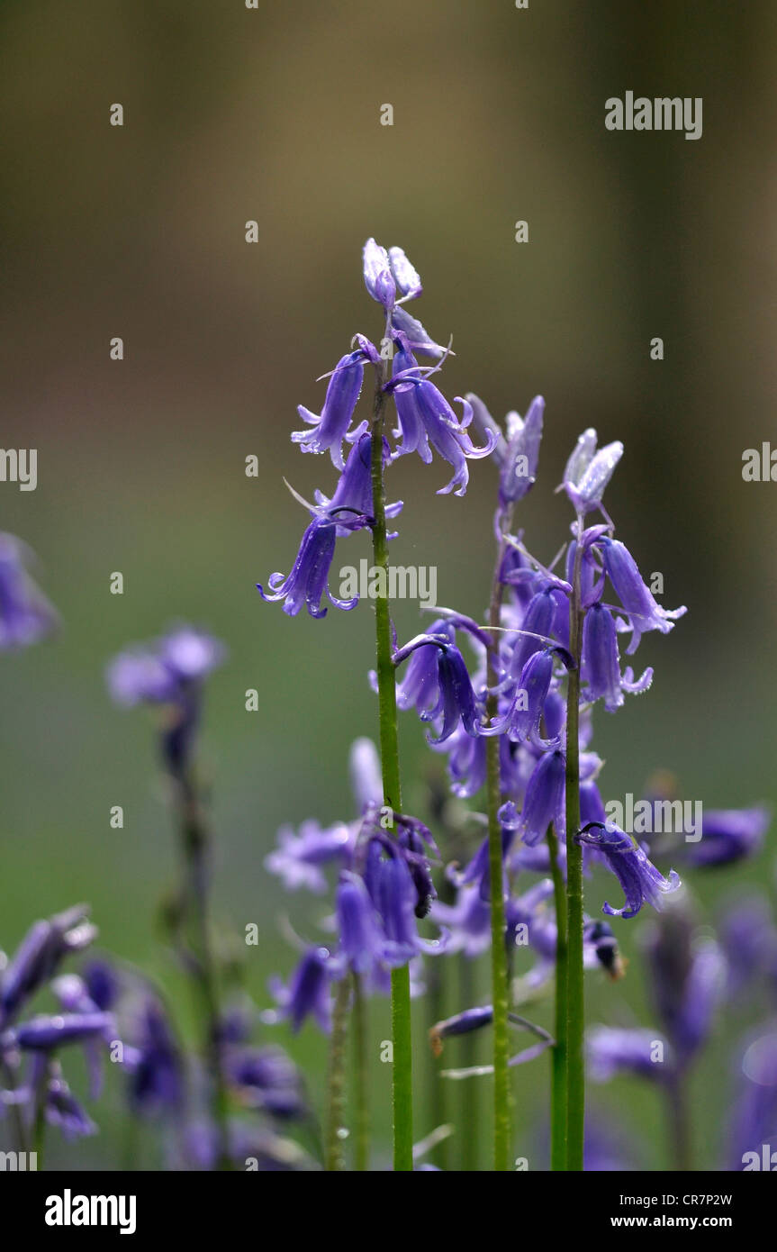 bluebell endymion non-scriptus wild flower woodland spring bulb blue Stock Photo