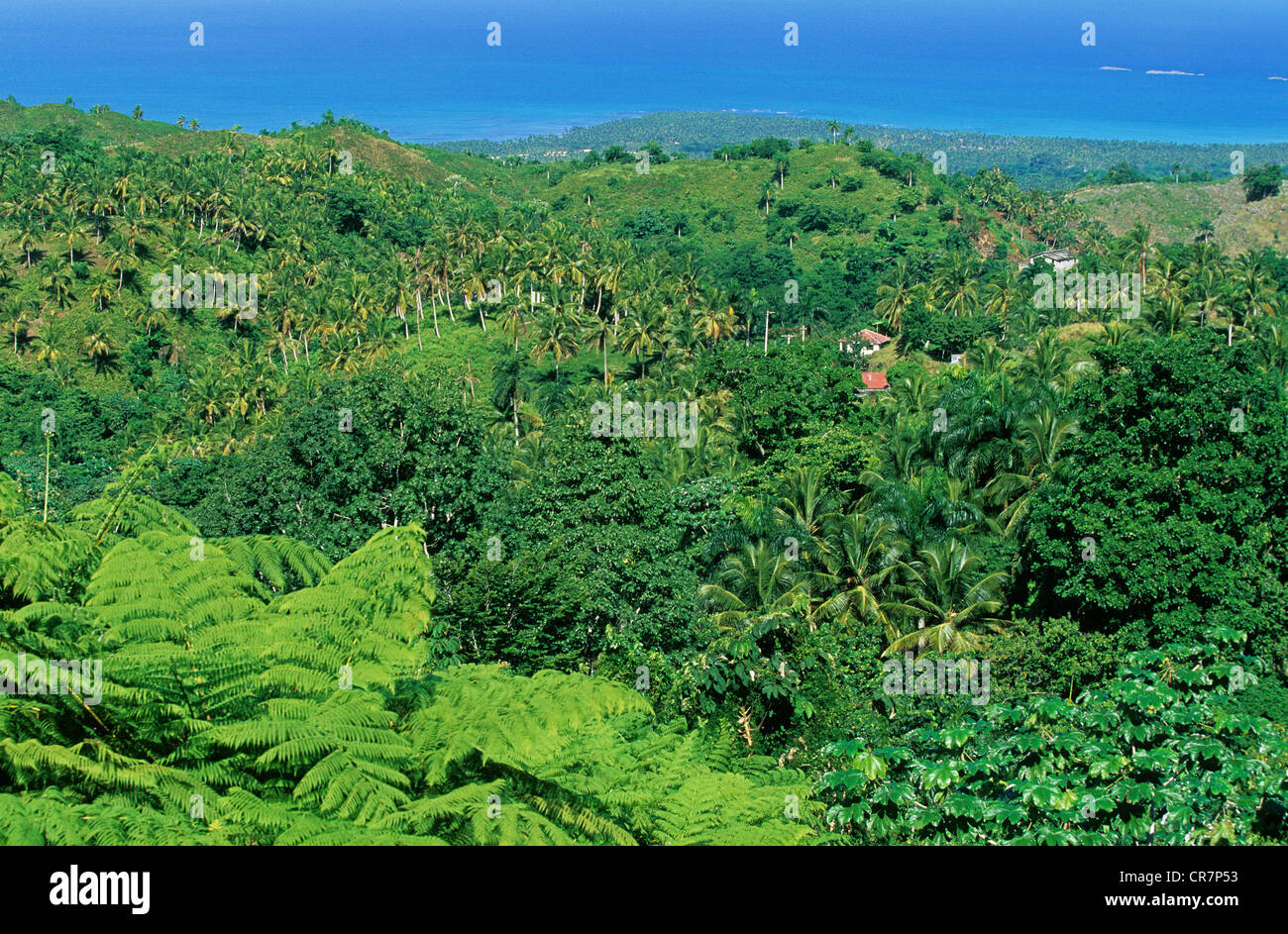 Dominican Republic, Samana Peninsula, Las Terrenas Stock Photo Alamy