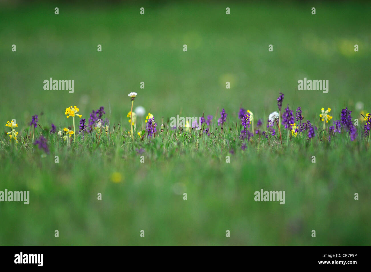 A hay meadow with green-winged orchids and cowslips at Hardington Moor Somerset UK Stock Photo