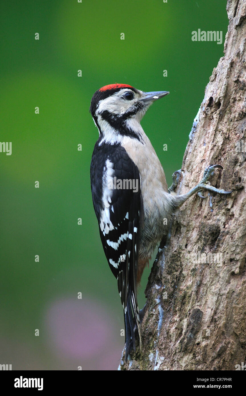 Juvenile great spotted woodpecker on suet baited log. Dorset, UK June