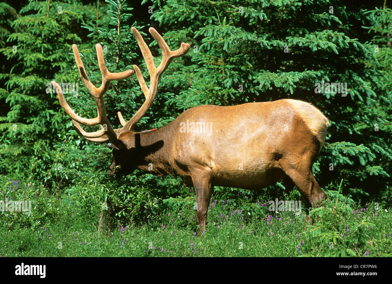 Canada, Alberta, elk Stock Photo