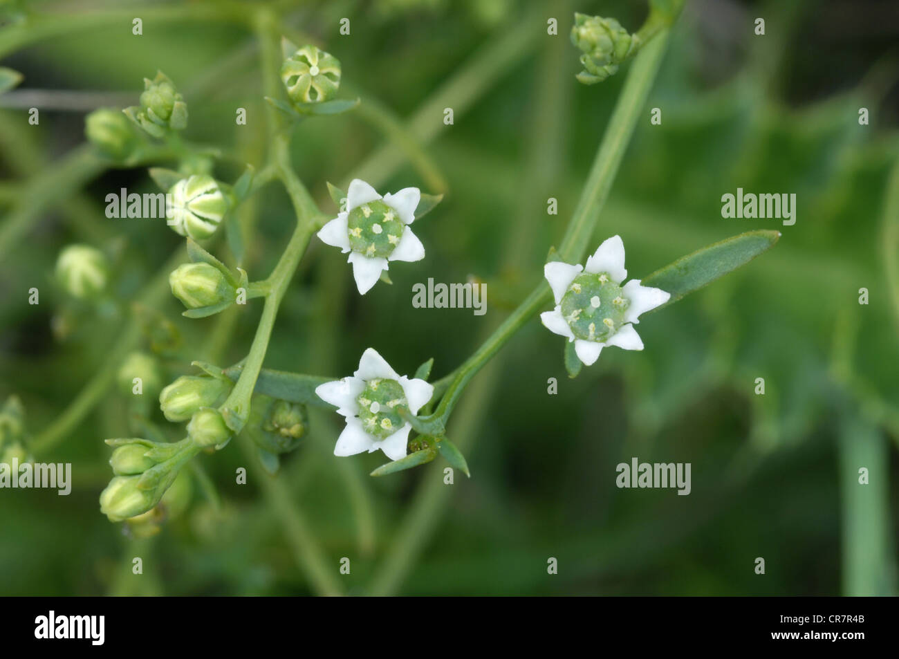 Bastard Toadflax Thesium Humifusum Santalaceae Stock Photo Alamy Bastard Toadflax Thesium Humifusum Santalaceae Stock Photo Alamy