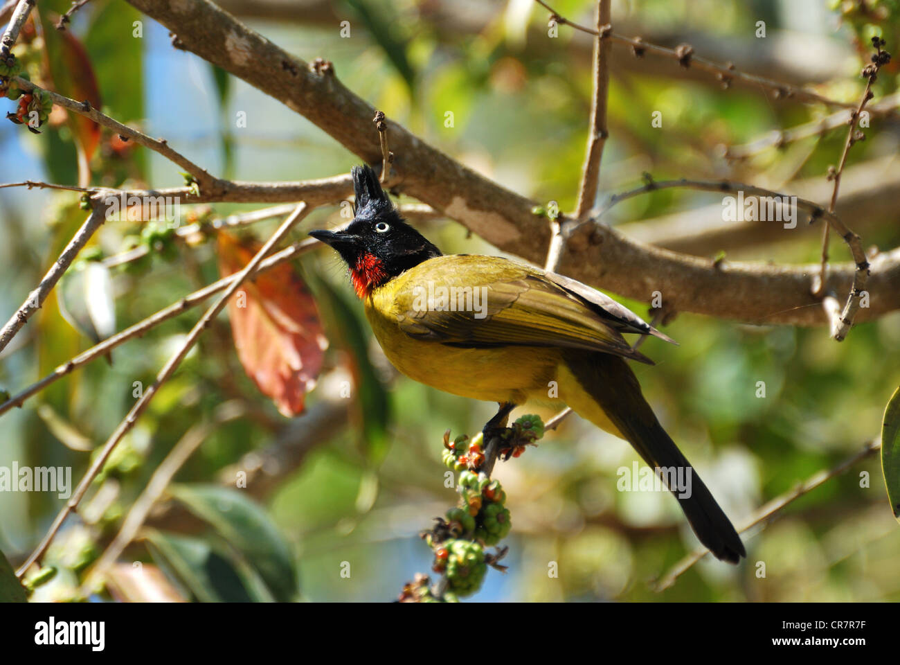 beautiful black-crested bulbul in the fruit tree Stock Photo