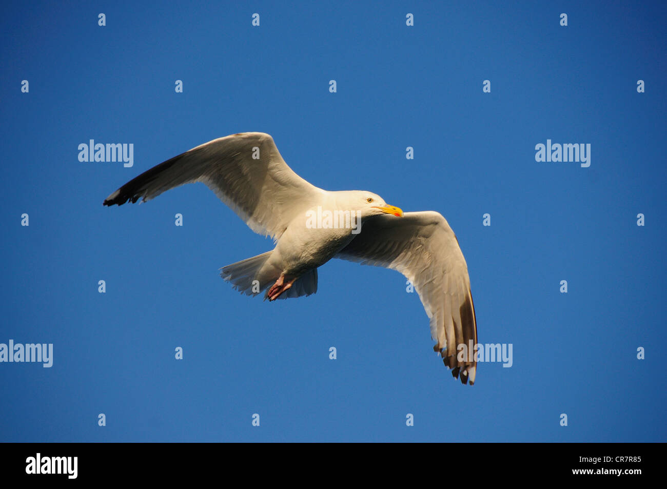 herring gull seabird larus argentatus flying Stock Photo