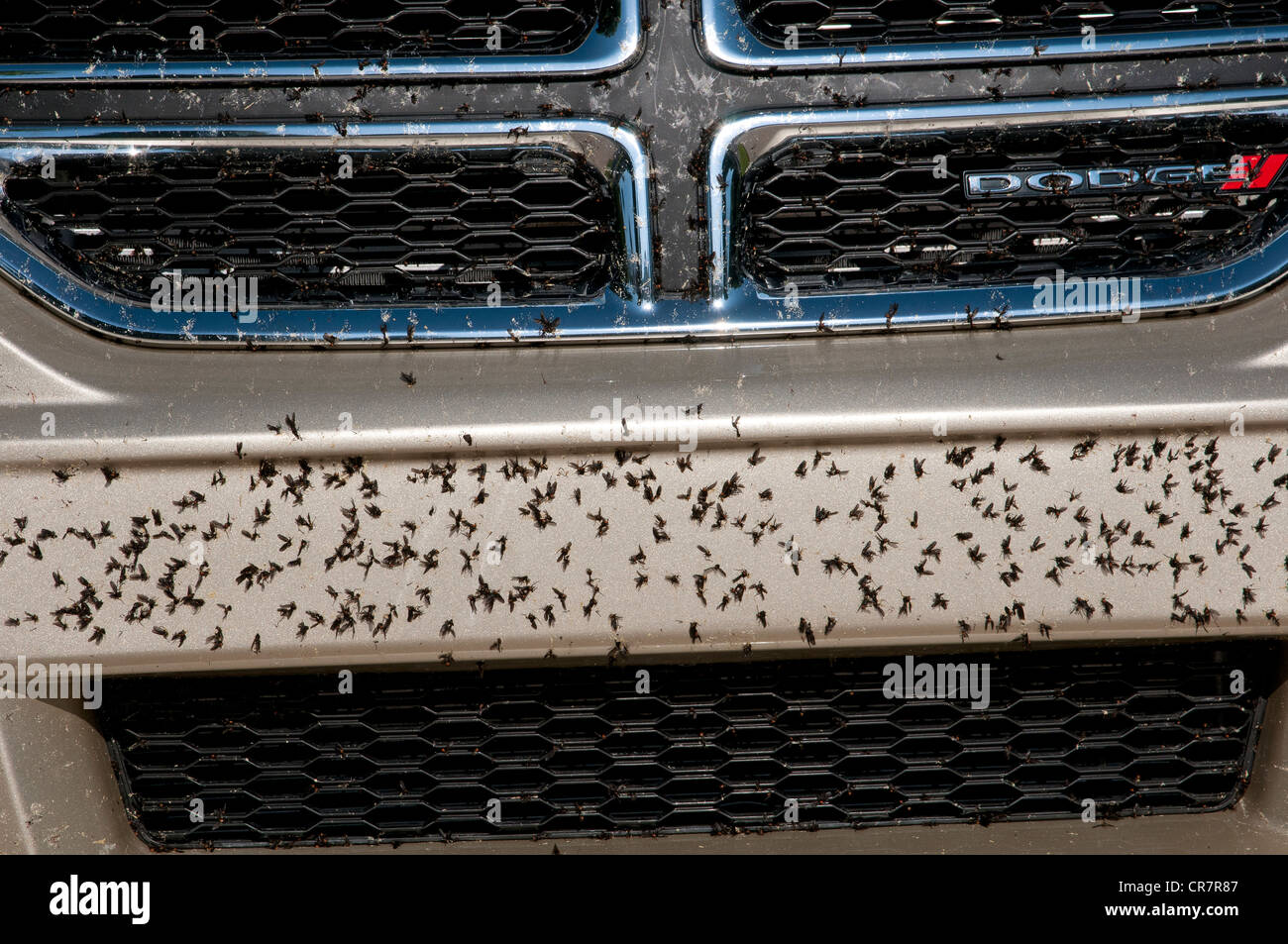 Love Bugs covering the front of a car a seasonal hazard in Florida USA
