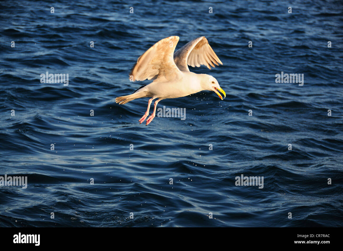 A herring gull flying over the sea UK Stock Photo
