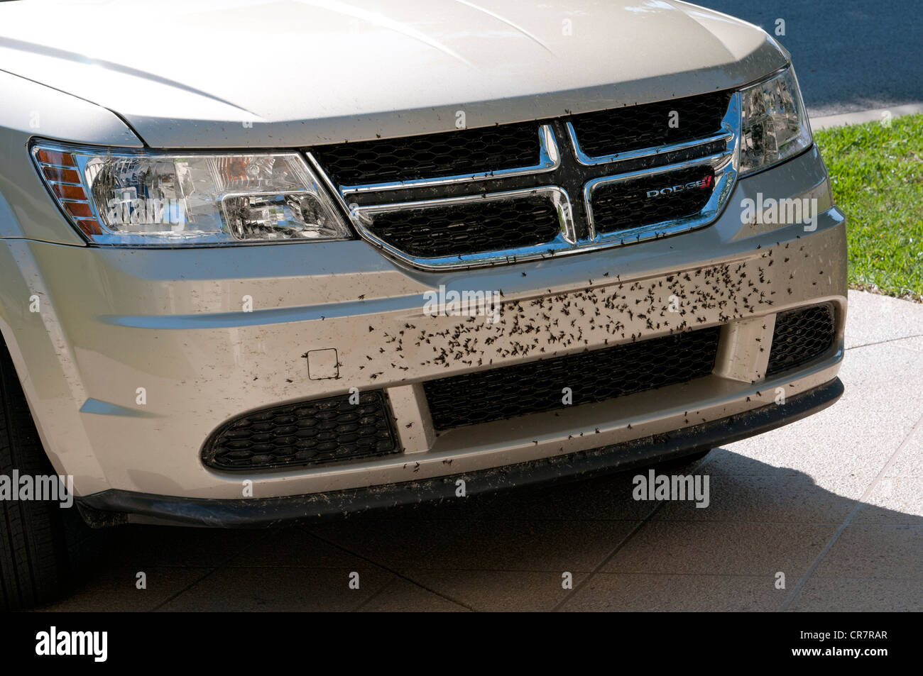 Love Bugs covering the front of a car a seasonal hazard in Florida USA Stock Photo Alamy