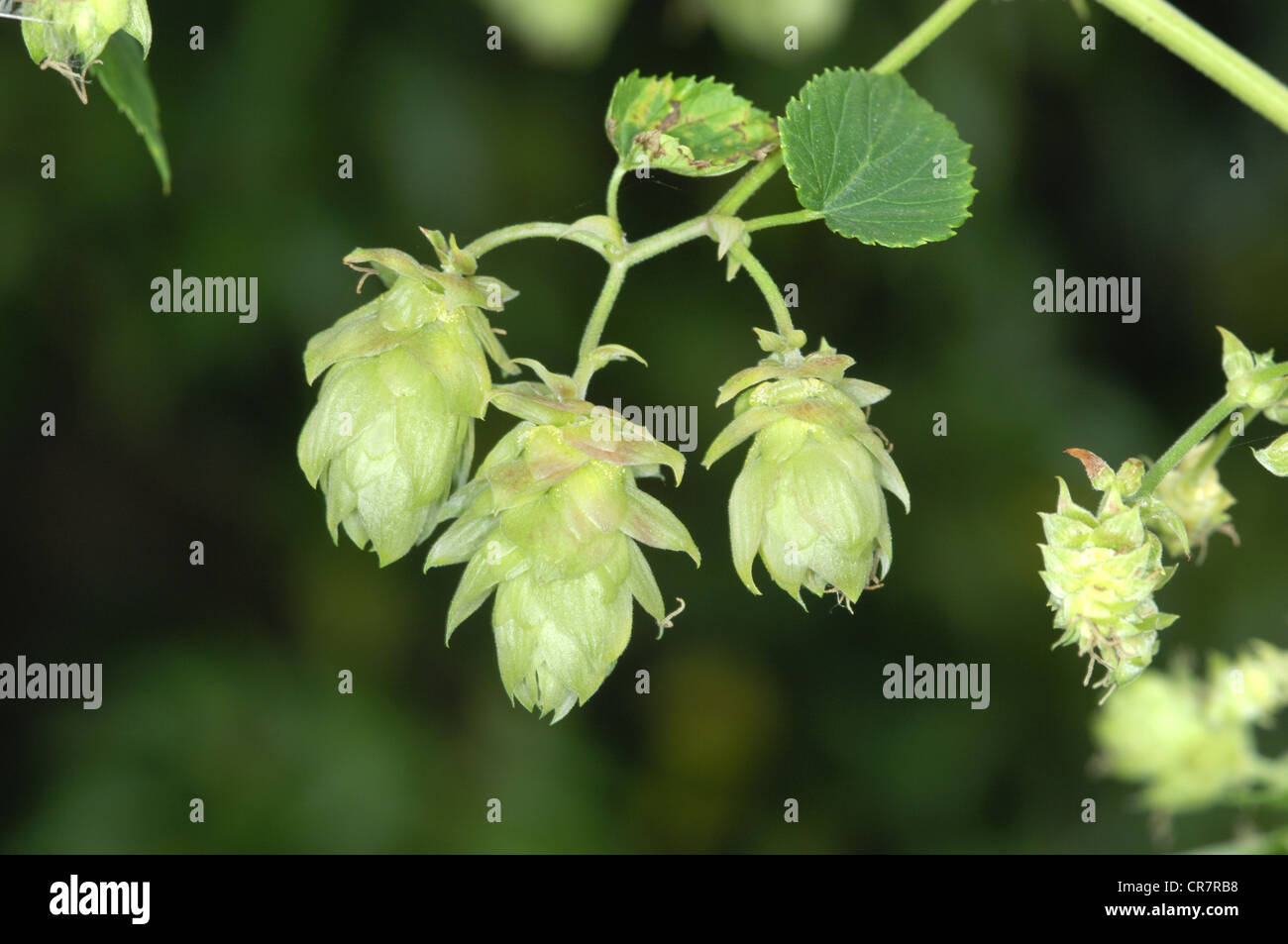 HOP Humulus lupulus (Cannabaceae) Stock Photo