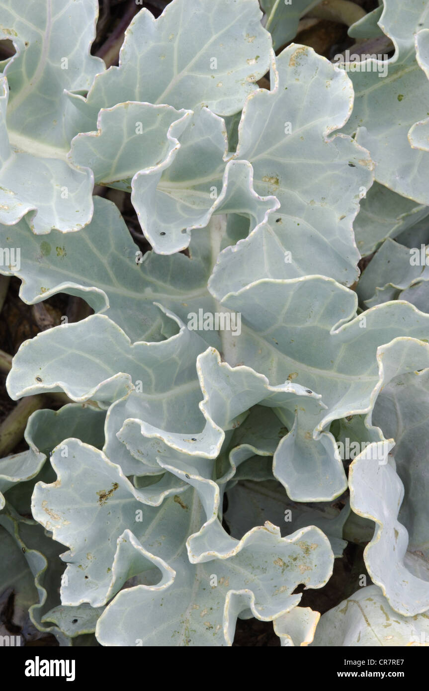 SEA-KALE Crambe maritima (Brassicaceae) Stock Photo