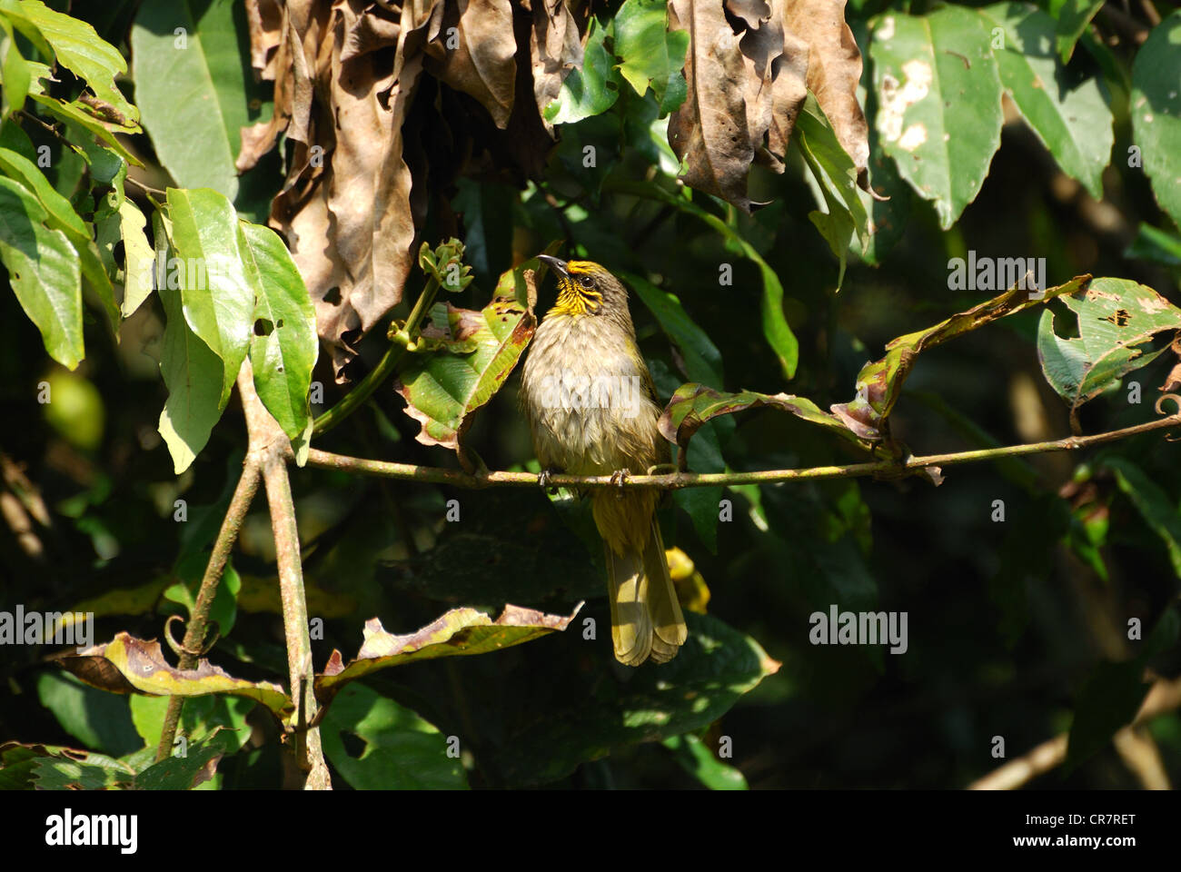 beautiful stipe throated bulbul in the fruit tree Stock Photo