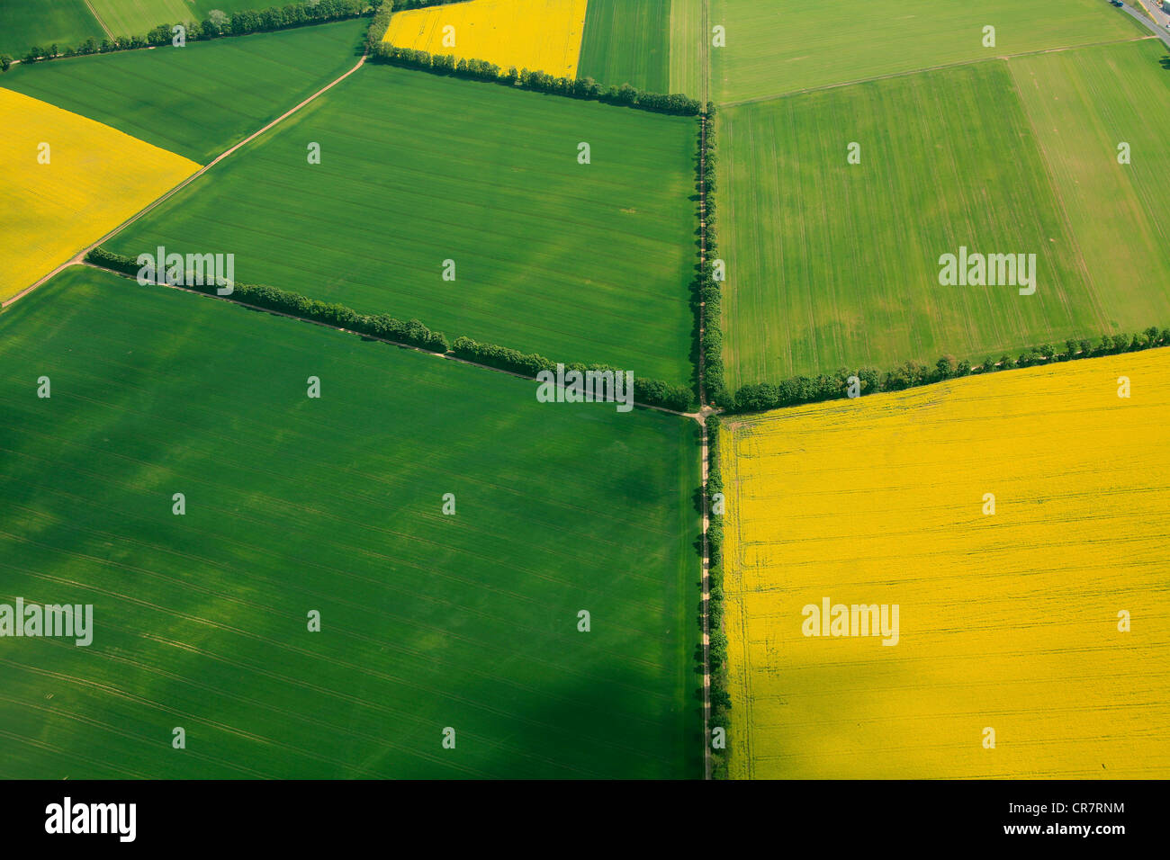 Aerial view, grain fields and canola fields separated by hedgerows, Erbes-Buedesheim, Rhineland-Palatinate, Germany, Europe Stock Photo