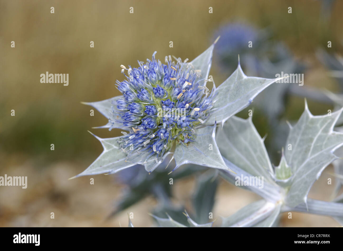 sea-holly-eryngium-maritimum-apiaceae-stock-photo-alamy