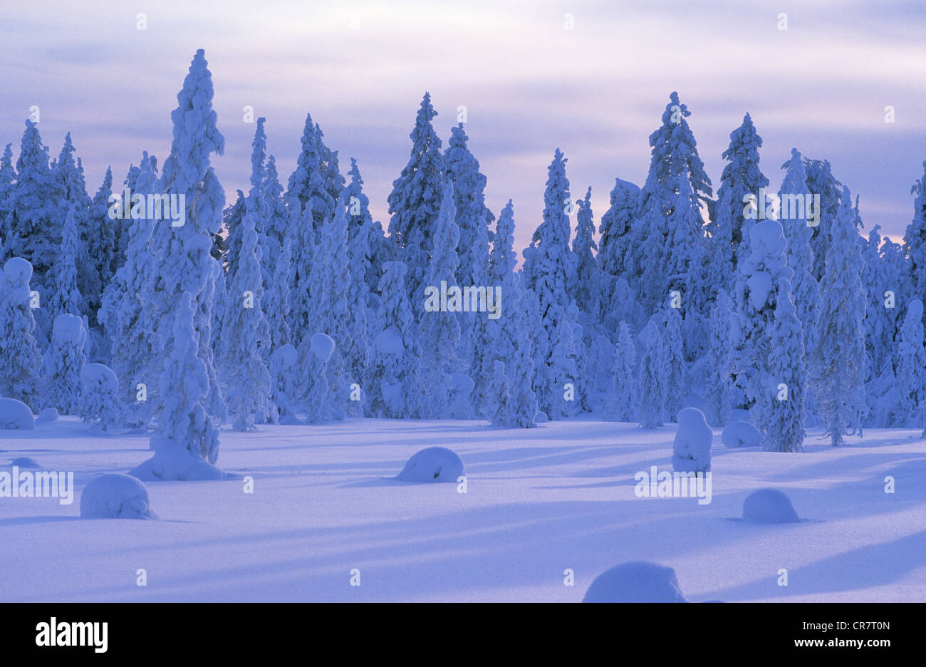 Finland, Lapland Province, Kuusamo, snowy landscape to the Russian