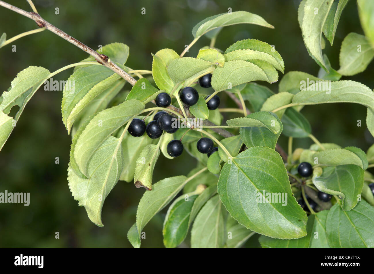 BUCKTHORN Rhamnus cathartica (Rhamnaceae) Stock Photo