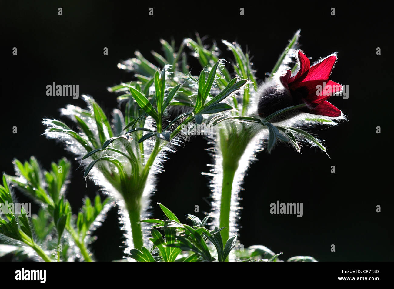 A back lit pulsatilla showing all its hairs on its stem UK Stock Photo