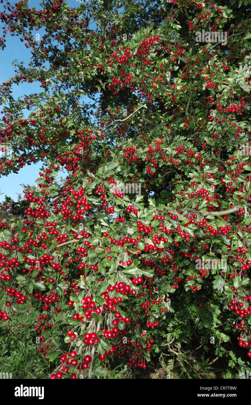 HAWTHORN Crataegus monogyna (Rosaceae) Stock Photo