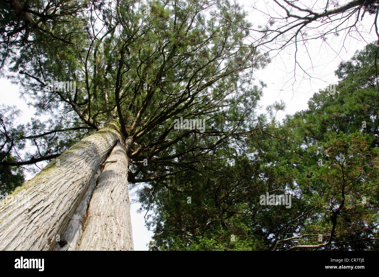 Tall japanese pine tree seen from below Stock Photo
