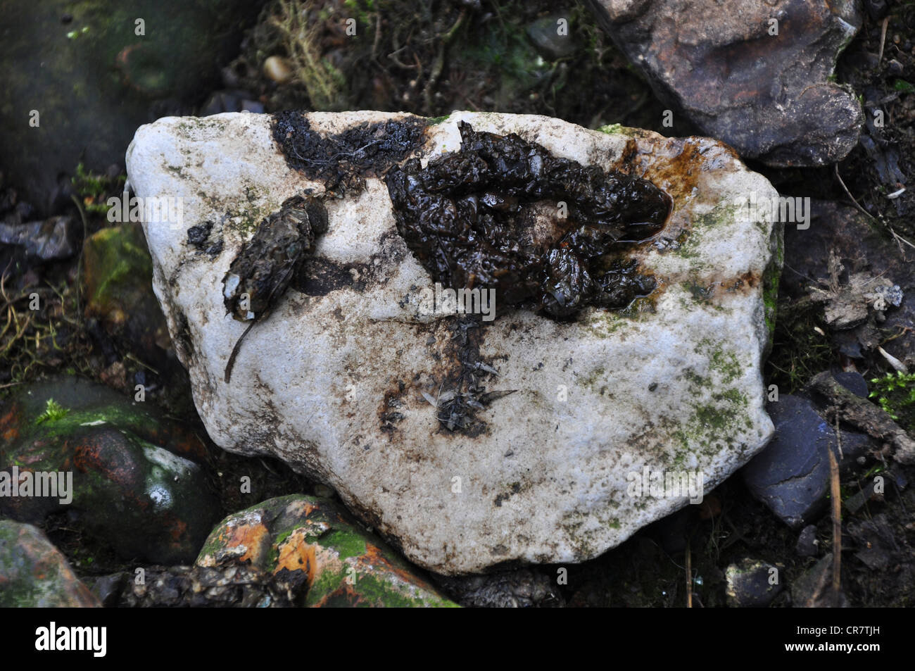Otter spraint on stone at water's edge. River Brit, Dorset, UK April 2012 Stock Photo