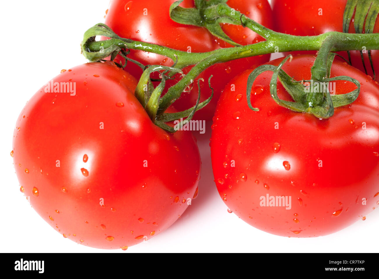 Bunch of fresh tomatoes with water drops. Isolated on white background ...