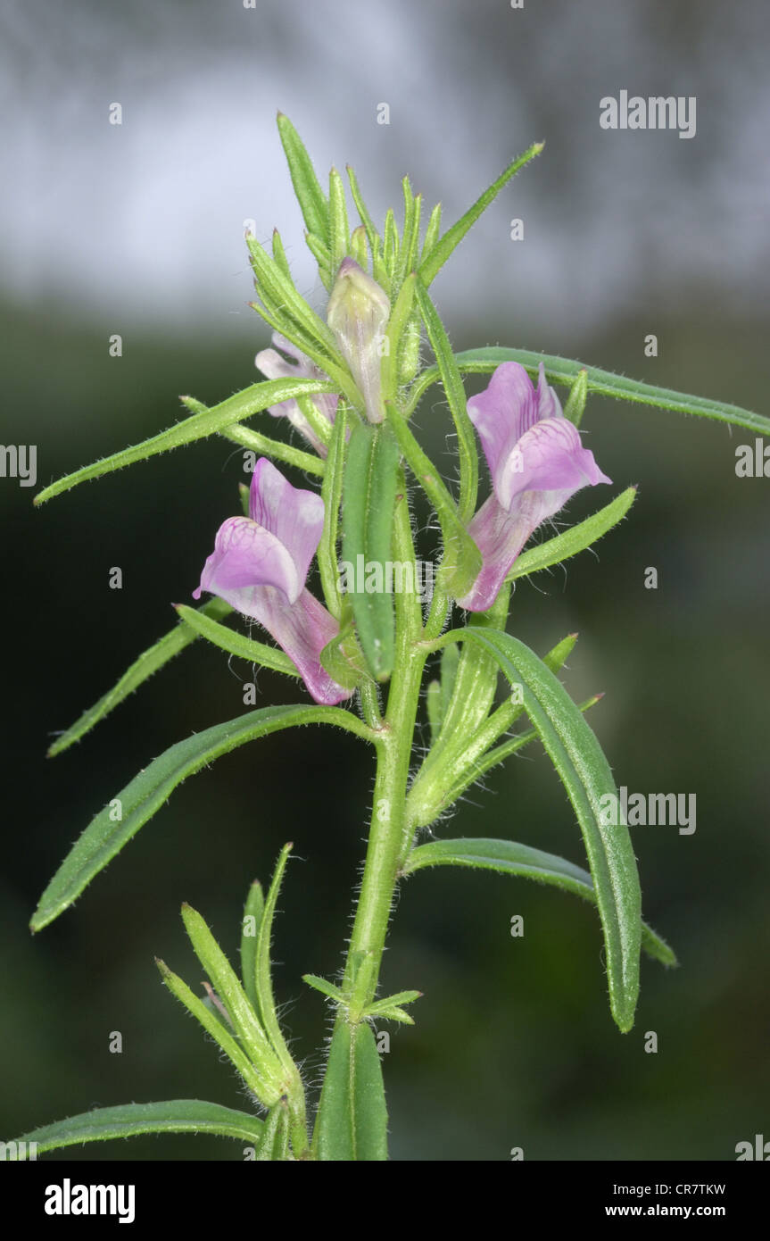 WEASEL’S-SNOUT Misopates orontium (Scrophulariaceae) Stock Photo