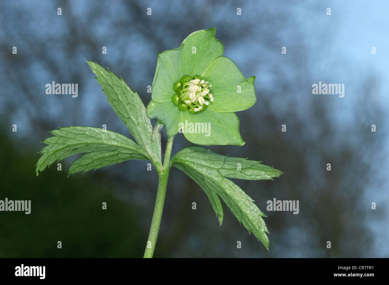 GREEN HELLEBORE Helleborus viridis (Ranunculaceae) Stock Photo