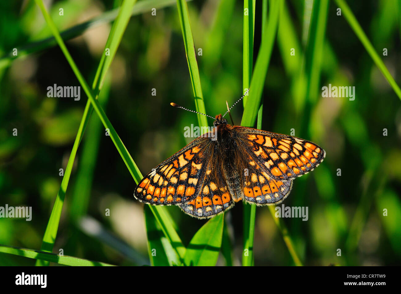 marsh fritillary euphydryas aurinia butterfly Stock Photo
