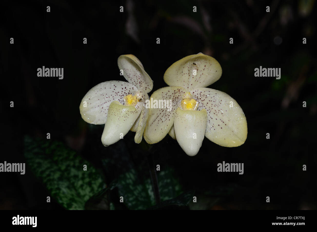 beautiful paphiopedilum concolor orchid at the east of thailand Stock Photo