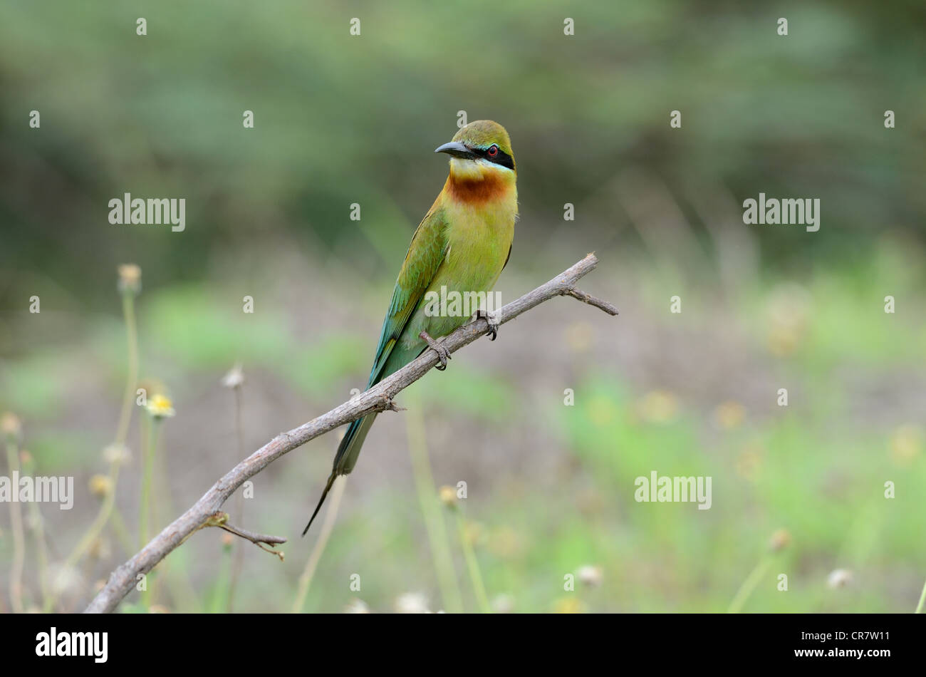beautiful blue tailed bee eater (Merops philippinus) possing Stock ...