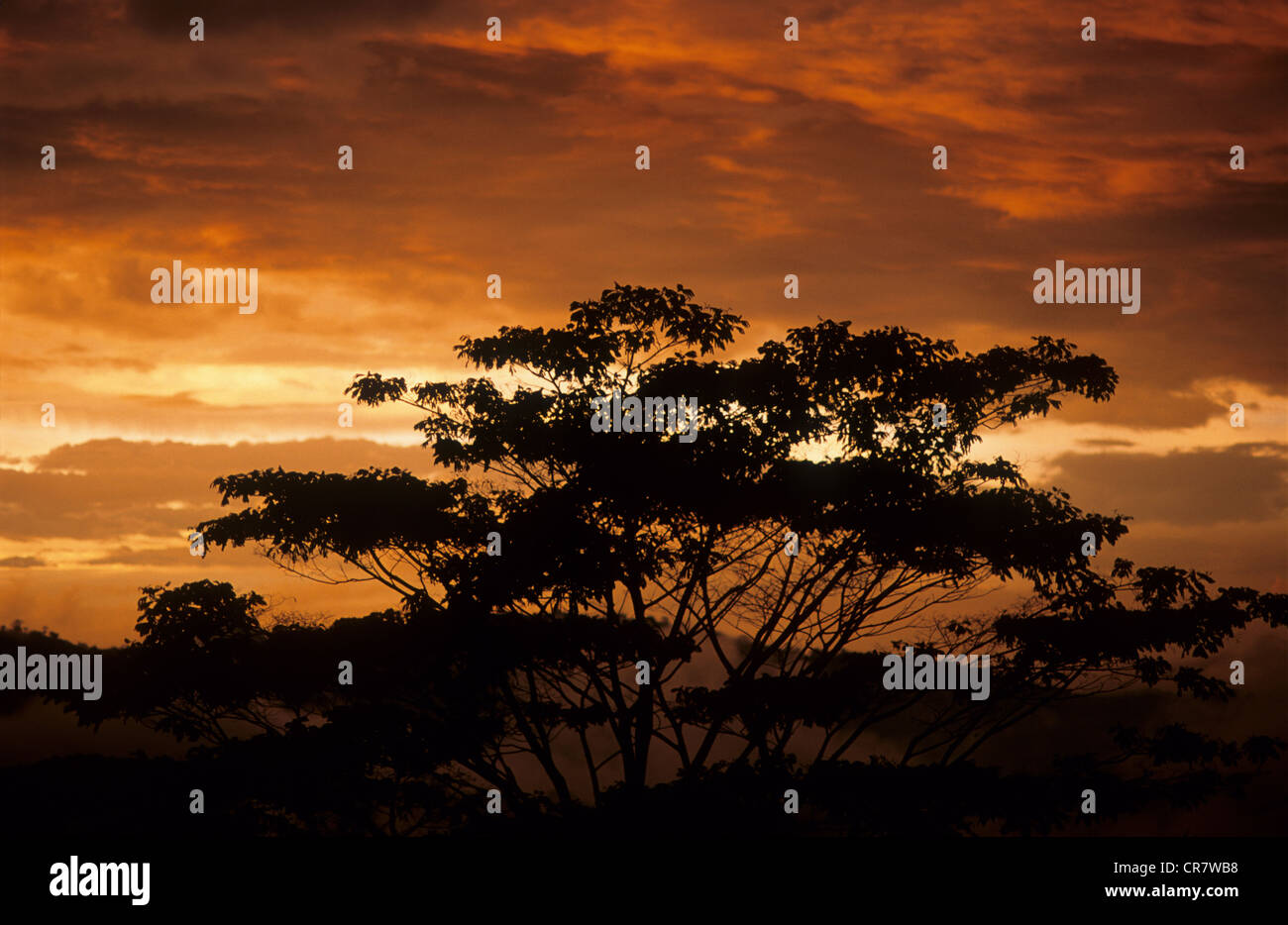 Tree framed hi-res stock photography and images - Alamy