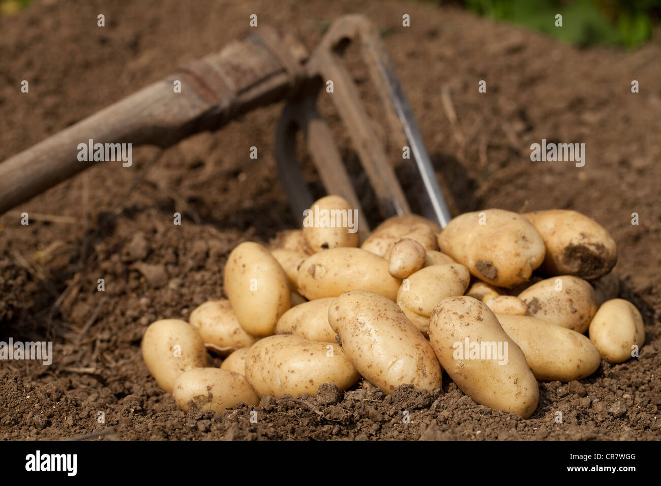 Potatoes crop Stock Photo