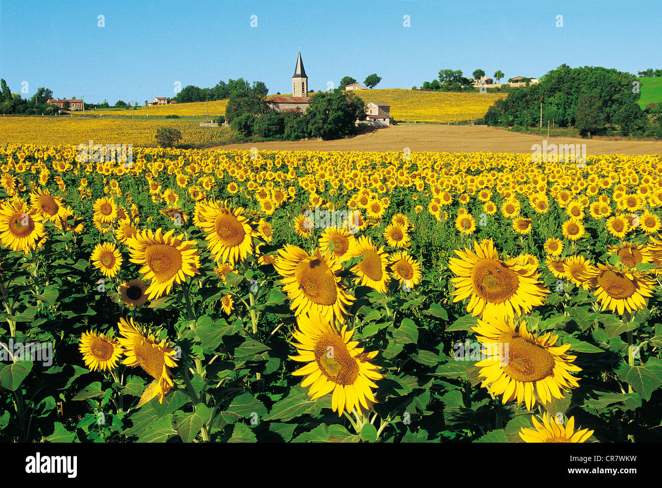Sunflower field france hires stock photography and images Alamy