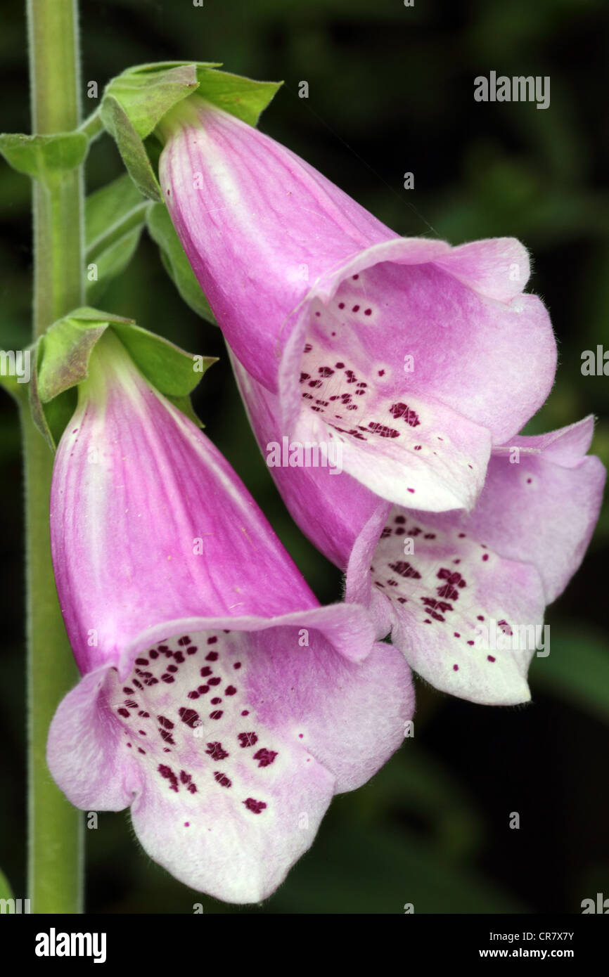 purple foxglove flowers Stock Photo