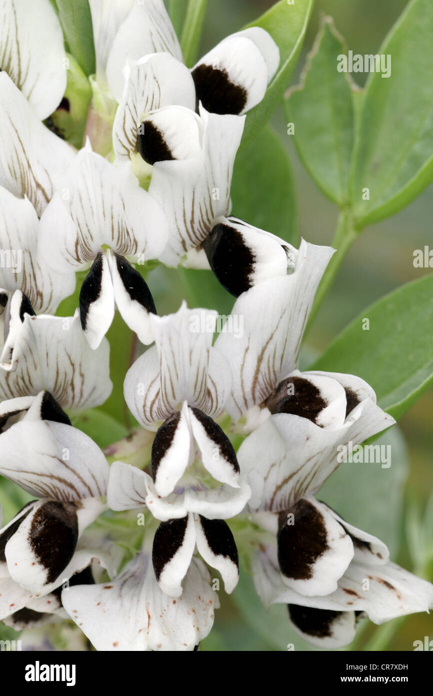 Broad bean flowers Stock Photo